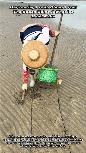 Harvesting Fresh Clams From The Beach Using A Wheeled Hand Rake