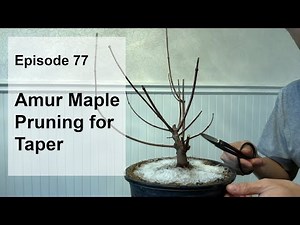 Episode 77, Amur Maple, Pruning for Taper
