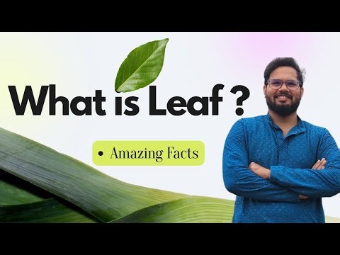 What is leaf ? #plants #biology