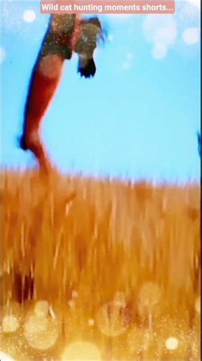 #wildlife#wildcat#forest #nature🌴#hunting#birds🕊️ #moments#shortvideo #shortsfeed#shorts