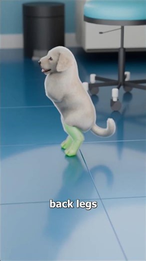 12-Year-Old Builds LEGO Wheelchair For Puppy 🐶❤️ #shorts