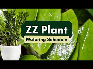 ZZ Plant Watering Schedule | Easy & Beginner-Friendly Guide
