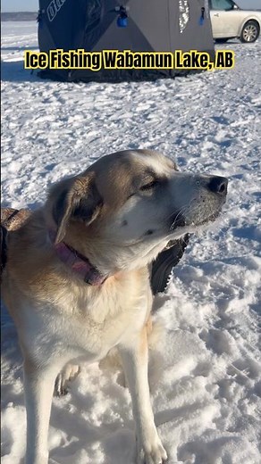 Ice Fishing for Northern Pike Wabamun Lake, AB