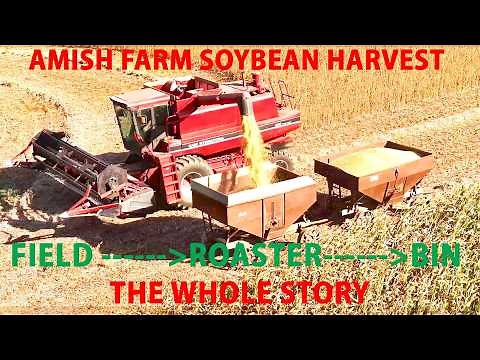AMISH FARM SOYBEAN HARVEST from FIELD to ROASTER to BIN...The Whole Process From Start to Finish