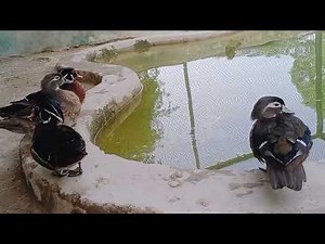 mandarin ducks farming for beginners