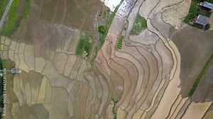 Bird eye view Plowing the field by Oxen to plant rice, West Nepal, Aerial