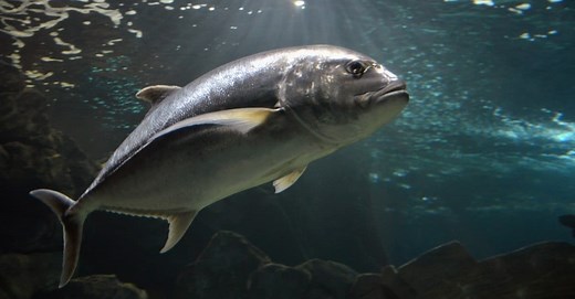 Bluefin vs Yellowfin Tuna: What are the Differences?