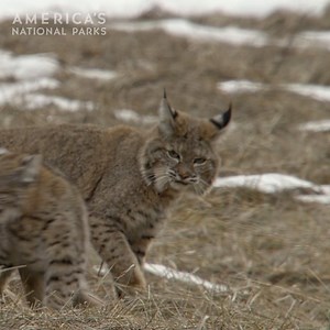 530K views · 21K reactions | When every pounce counts  A bobcat mother trains her kitten in the art of survival, turning every hunt into a lesson of patience, precision, and play. | National Geographic Animals | Facebook