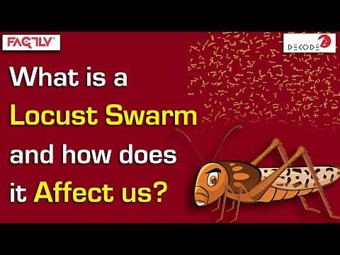 What is a Locust Swarm and how does it Affect us? || Decode || Factly