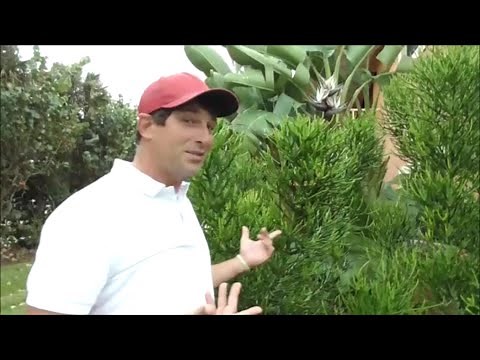 The Amazing and Unique PENCIL PLANT - Easy to Grow From Cuttings But Poisonous