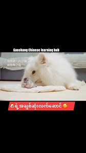🥰🥰 #fyp #fypage #foryou #dog #cutebaby #pet #cutebabyanimals #cuteanimals #dogs #doglovers #cute #毛孩子 #petlovers #doglover #catlovers #cats #catlover #cat | Gao Shang Chinese Learning Hub