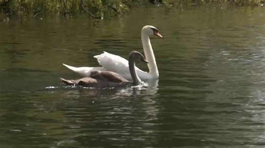 The Swan Marker to Britain's King Charles III says he and his team are happy to have discovered no decrease in the swan population along the River Thames during their annual count, known as swan upping, following "a downward spiral" in recent years. The steady numbers are "absolutely marvellous," says David Barber, whose team has spent the day corralling swans and cygnets before checking them over. Barber has been in the role for more than 30 years and has seen swan populations decline as a resu