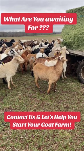 How to Start Your Goat Farm in Africa Today