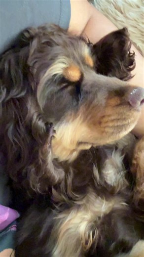 I’m tired from all the scary @Amazon boxes showing up at the front door… 🥺 #CocoLoco #CockerSpaniel