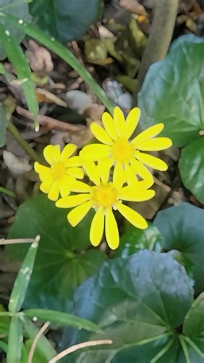 美味しい鳥刺しを楽しむ｜感謝の気持ち