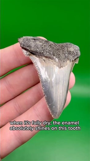 This is how different fossilized shark teeth look after they dry!