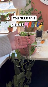 If this isn’t magic, IDK what is!! I have yet to find a plant that Keiki paste doesn’t work on! Have you tried this crazy stuff yet?! What plants have you had success with!? Linked in my bio under “Amazon plant essentials” 🤗🤌🏼🔥 Follow and check out my Keiki paste highlight for lots more info!! #Planttips #plantcare #plantcaretips #plantlover #plantsmakemehappy #plantsmakepeoplehappy #plantlover #plantsplantsplants #plantreels #plantreel #planthelp #crazyplantlady #crazyplantpeople #junglehom