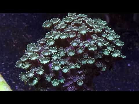 Ultimate Guide to Alveopora Care: Creating the Perfect Reef Aquarium Environment