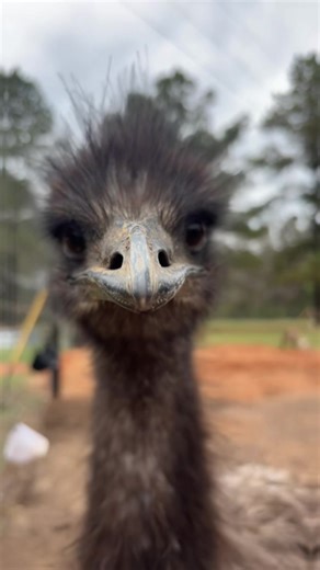 Adorable Emu Captures Hearts