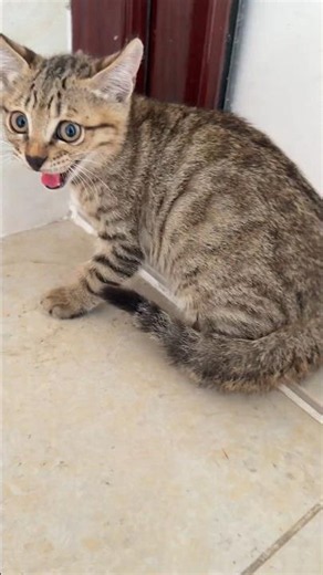 😾 Tiny but Fierce! Meet the Grumpiest Cat Ever 🐱🔥 #shorts #cat #cat #kitten
