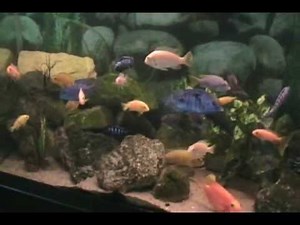 55-Gallon African Cichlid Tank