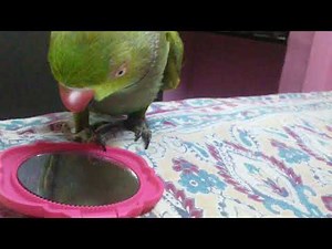 Green parrot talking in Tamil fluently