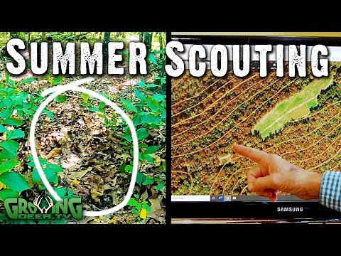 Easy Summer Scouting Tips: Scrapes, Pinch Points, Wind Direction, Travel Corridors