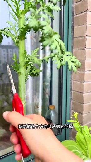 在家种植自己的茼蒿树