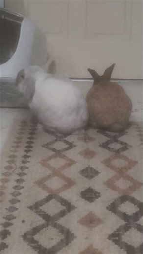 Rabbit (Hops) doing a binky ( happy bunny jump)