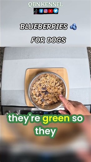 Dog Health Tip On Blueberries #doghealthtips #dogcare #blueberries