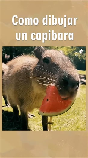 Randon on Instagram: "Cómo DIBUJAR un CAPIBARA . #dibujo #arte #artedigital #dibujodigital #art #ilustracion #drawing #tutorialdibujo #cute #animales #capibara #capibaras #capybara"