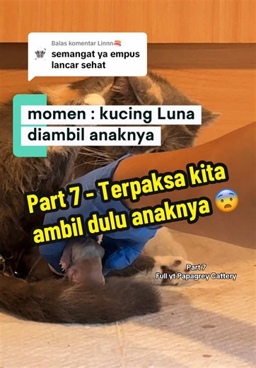 Membalas @Linnn🍣 Momen Part 7: Detik Detik Kucing Munchkin Luna diambil anaknya untuk dibersihkan 🥹🥰 #perawatankucing #kucingsurabaya #britishshorthair #catlover #fyp