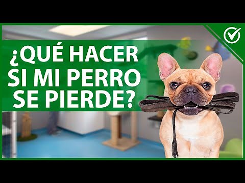 🐶 What Should I Do if My Dog Gets Lost? How to Search for and Find a Lost Dog? 🐶🔎