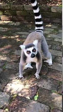 Adorable Lemur Sounds in South Africa