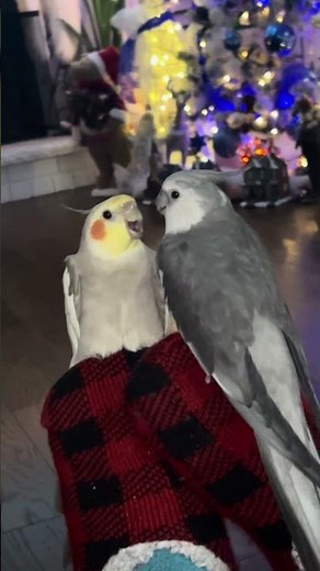 When a Cockatiel attacks, it’s truly intense! 😱birdfight#pets#4k#fighting #4kstatus#caughtoncamara