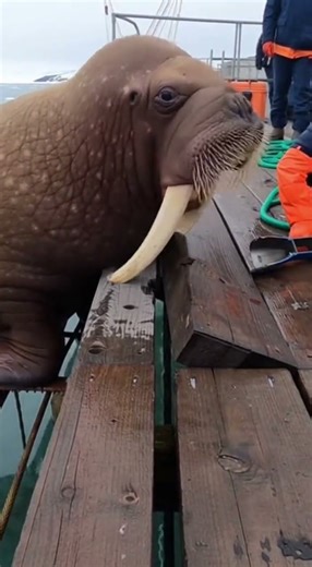 Walrus Tusk Stuck in Dock! 🦷 Heavyweight Rescue!