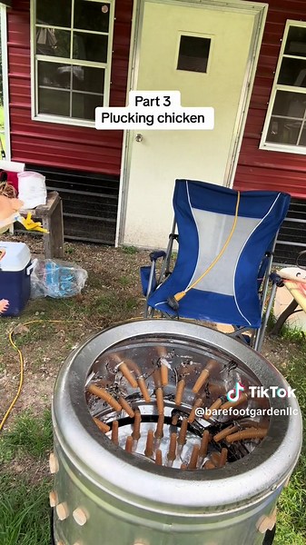 Part 3 plucking chicken #chicken #processing #plucker #farm #growyourownfood Full video on https://www.facebook.com/catncub?mibextid=LQQJ4d