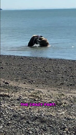 The Secret Life of American Black Bears