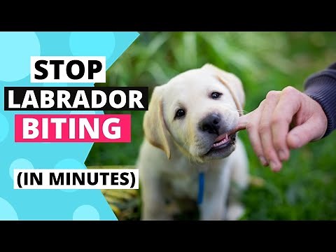 How to Train your Labrador Puppy to Stop Biting