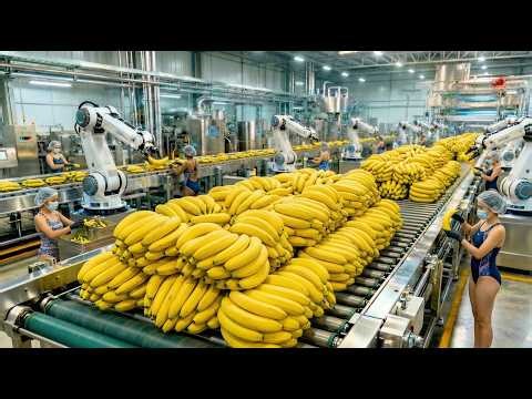 INSIDE A MASSIVE BANANA FACTORY 🍌😱 – These Bananas Are HUGE!