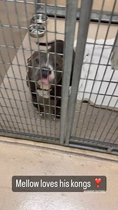 Hayward Animal Shelter Volunteers on Reels