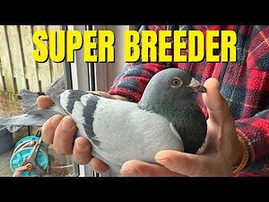 This Racing Pigeon Breeds CHAMPIONS