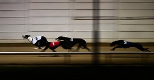 Irish Dogs The Favourite As Country Pursues 16th English Derby Victory | Balls.ie