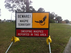 Why are dangerous Australian magpies so different to their docile European counterparts?