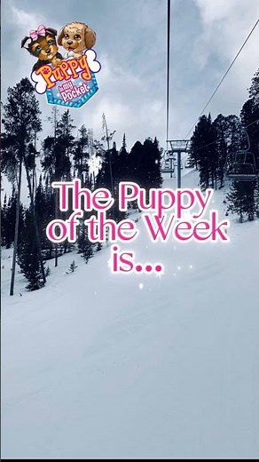 Puppy of the Week - Series 3 Puppy in my Pocket