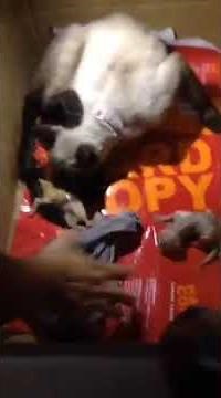 My Siamese cat giving birth #shortsviral