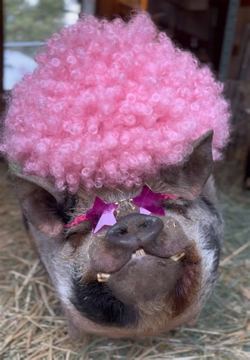 Winston groovin into the New Year #pig #winston #winstonthepig #newyear #minipig