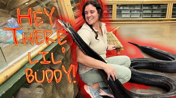 My love the beautiful rainbow snake