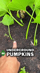 When growing a massive pumpkin like the Atlantic Giant from @botanical_interests, one effective method is burying the side vines. This encourages them to sprout new roots along their length, helping the plant absorb more nutrients and water. It's a classic technique among giant pumpkin growers. We used this approach to honor our first hen, Gucci, who passed away last year. It's just one of the many tricks we're trying to achieve our giant pumpkin goals. | Epic Gardening