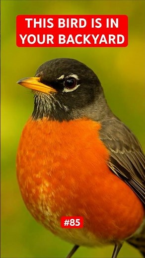 American Robin | The Bird You See Everywhere! |A–Z Animals Part 85|